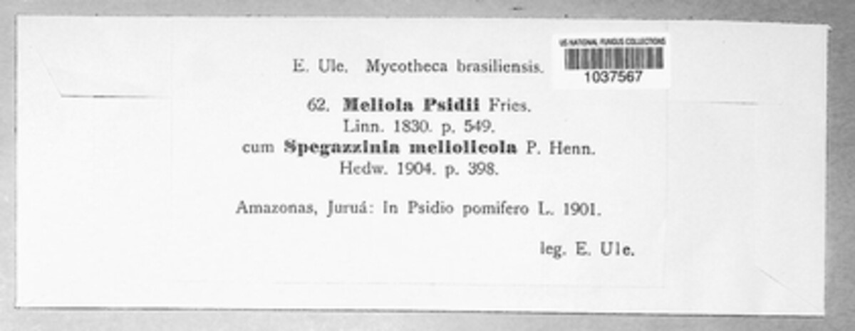 Meliola psidii image